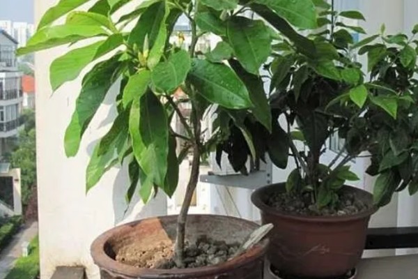 秋季怎么养护白兰花，每隔3-4天浇一次水