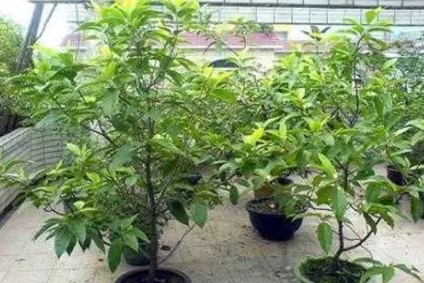 秋季怎么养护白兰花，每隔3-4天浇一次水