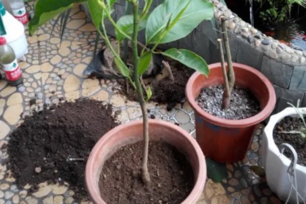 秋季怎么养护白兰花，每隔3-4天浇一次水