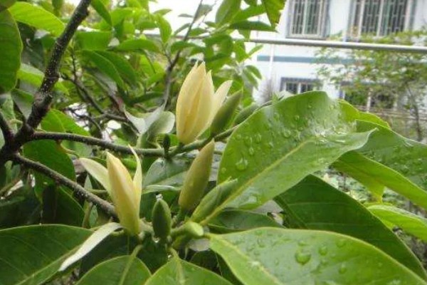 秋季怎么养护白兰花，每隔3-4天浇一次水