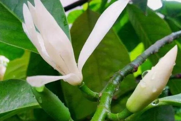 秋季怎么养护白兰花，每隔3-4天浇一次水