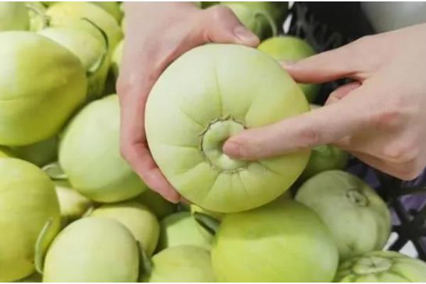 挑选甜香瓜的方法，成熟香瓜有一股浓郁香味