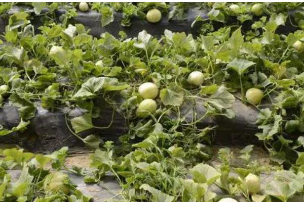 挑选甜香瓜的方法，成熟香瓜有一股浓郁香味