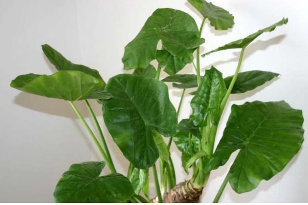 滴水观音有没有毒，毒素主要存在于汁液中