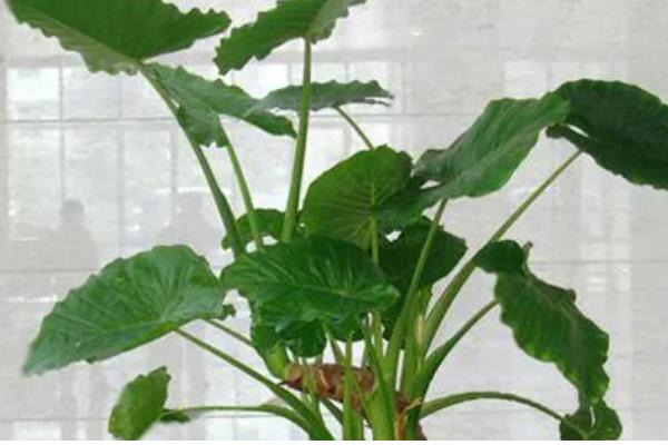 滴水观音有没有毒，毒素主要存在于汁液中