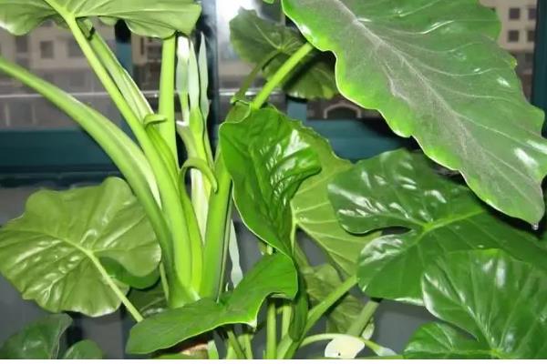 滴水观音有没有毒，毒素主要存在于汁液中