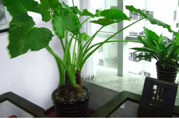 滴水观音有没有毒，毒素主要存在于汁液中