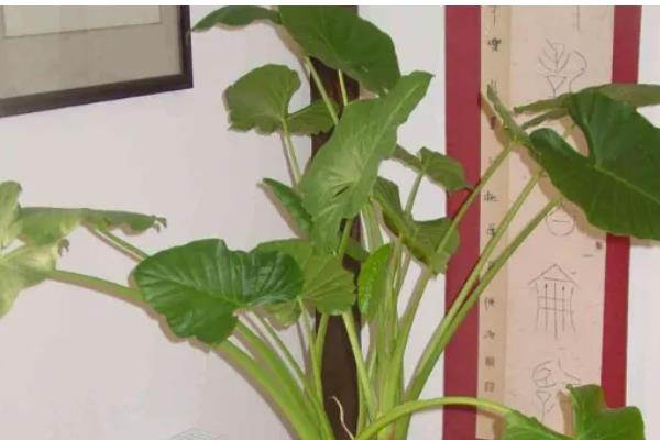 滴水观音有没有毒，毒素主要存在于汁液中