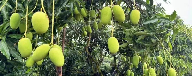 芒果用什么肥料好，萌芽期施加高氮肥+有机肥或微生物菌剂