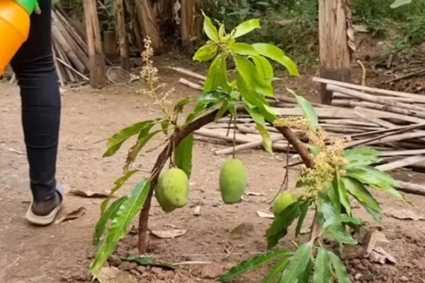 芒果用什么肥料好，萌芽期施加高氮肥+有机肥或微生物菌剂