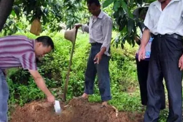 芒果用什么肥料好，萌芽期施加高氮肥+有机肥或微生物菌剂