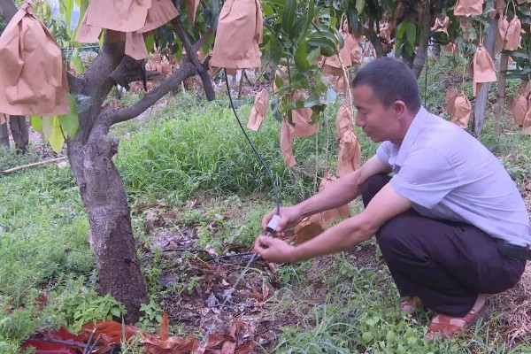 芒果用什么肥料好，萌芽期施加高氮肥+有机肥或微生物菌剂