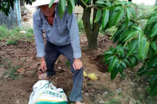 芒果用什么肥料好，萌芽期施加高氮肥+有机肥或微生物菌剂