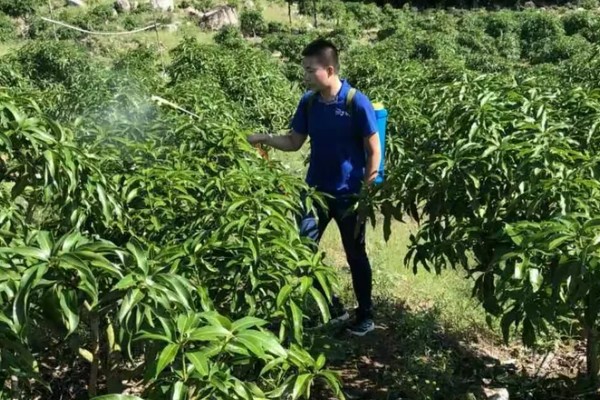 芒果用什么肥料好，萌芽期施加高氮肥+有机肥或微生物菌剂