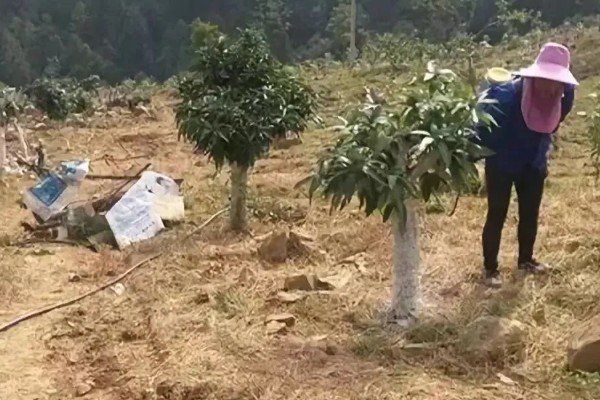 芒果用什么肥料好，萌芽期施加高氮肥+有机肥或微生物菌剂