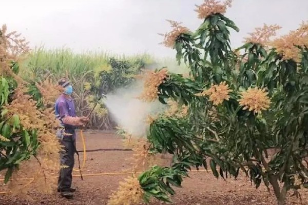 芒果用什么肥料好，萌芽期施加高氮肥+有机肥或微生物菌剂