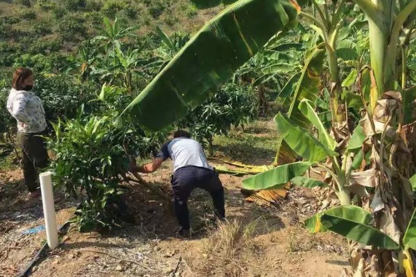 芒果用什么肥料好，萌芽期施加高氮肥+有机肥或微生物菌剂