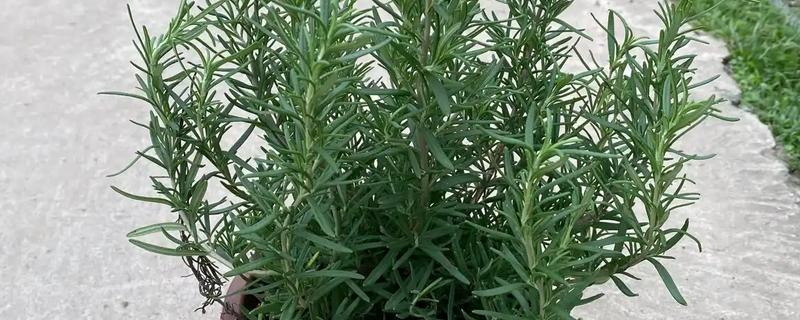 迷迭香枯萎的原因，通风差、缺光、浇水过多都会造成