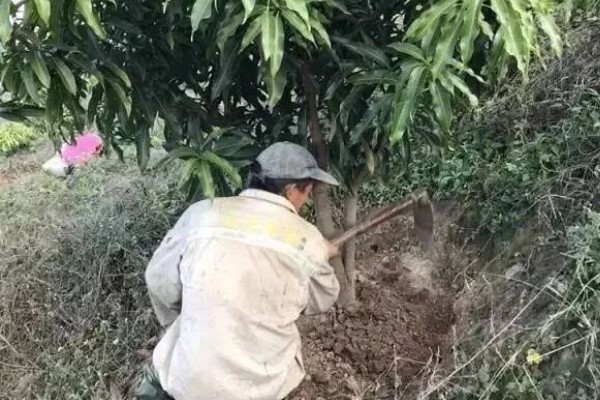 芒果用什么肥料好，萌芽期施加高氮肥+有机肥或微生物菌剂