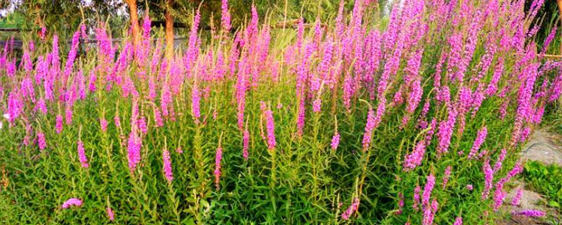 千屈菜是不是鼠尾草，属于千屈菜科草本植物