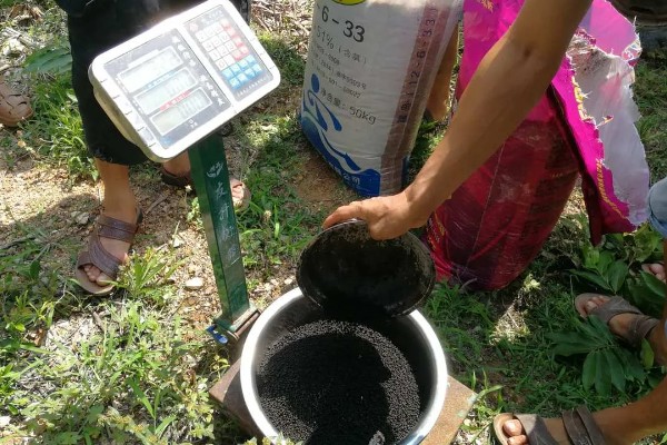 芒果用什么肥料好，萌芽期施加高氮肥+有机肥或微生物菌剂
