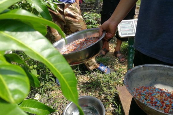 芒果用什么肥料好，萌芽期施加高氮肥+有机肥或微生物菌剂