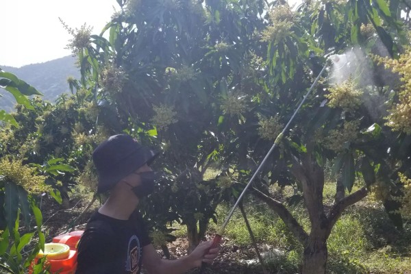 芒果用什么肥料好，萌芽期施加高氮肥+有机肥或微生物菌剂