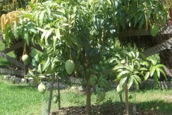 芒果用什么肥料好，萌芽期施加高氮肥+有机肥或微生物菌剂