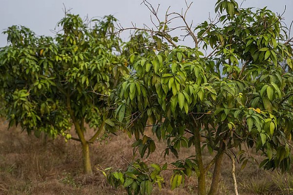 芒果用什么肥料好，萌芽期施加高氮肥+有机肥或微生物菌剂