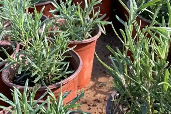 迷迭香枯萎的原因，通风差、缺光、浇水过多都会造成