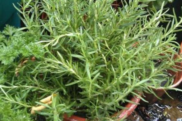 迷迭香枯萎的原因，通风差、缺光、浇水过多都会造成
