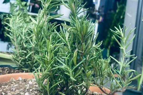 迷迭香枯萎的原因，通风差、缺光、浇水过多都会造成