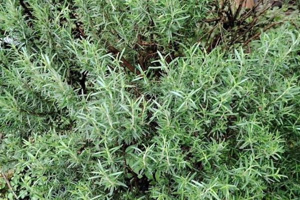 迷迭香枯萎的原因，通风差、缺光、浇水过多都会造成