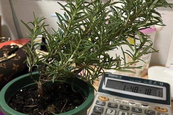 迷迭香枯萎的原因，通风差、缺光、浇水过多都会造成