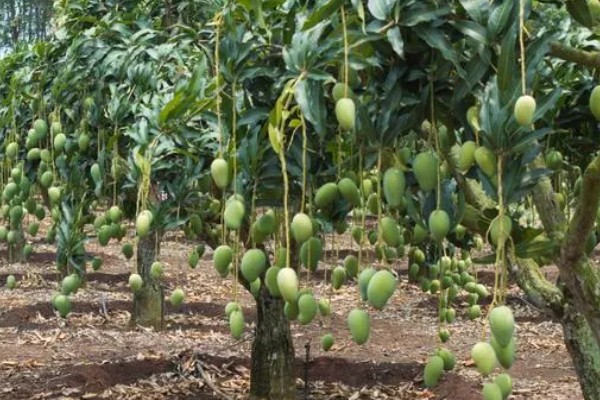 芒果用什么肥料好，萌芽期施加高氮肥+有机肥或微生物菌剂