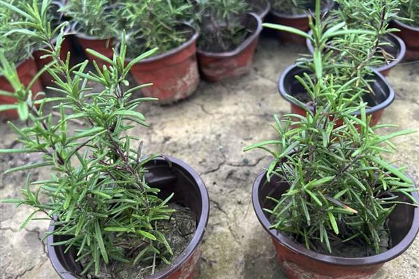 迷迭香枯萎的原因，通风差、缺光、浇水过多都会造成