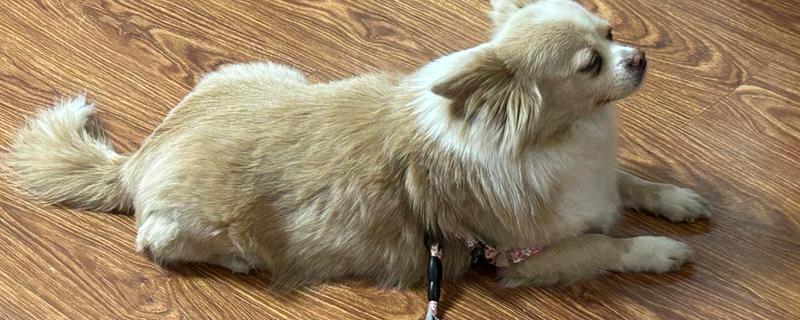 狗狗体内有蛔虫如何处理，饲喂阿苯达唑片可以驱虫