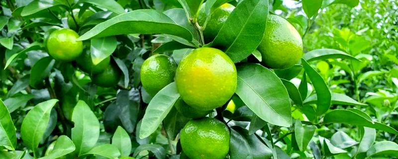 让柑橘着色快增甜的方法，可喷施芸苔素内酯或液态钛肥