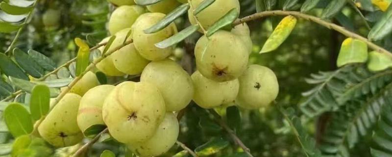 油甘果的结果次数，每年结一次果