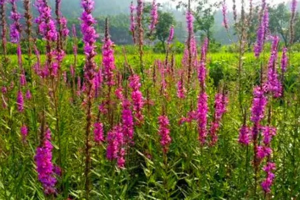 千屈菜是不是鼠尾草，属于千屈菜科草本植物