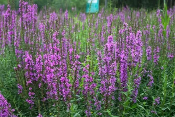 千屈菜是不是鼠尾草，属于千屈菜科草本植物