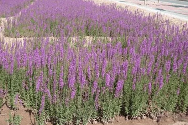 千屈菜是不是鼠尾草，属于千屈菜科草本植物