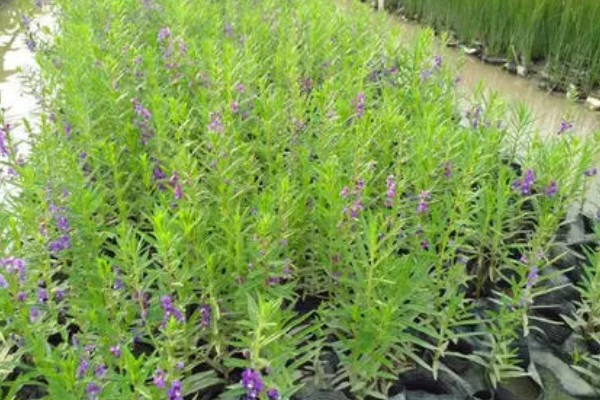 千屈菜是不是鼠尾草，属于千屈菜科草本植物