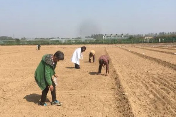 千屈菜是不是鼠尾草，属于千屈菜科草本植物