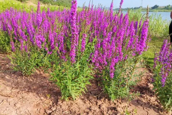 千屈菜是不是鼠尾草，属于千屈菜科草本植物