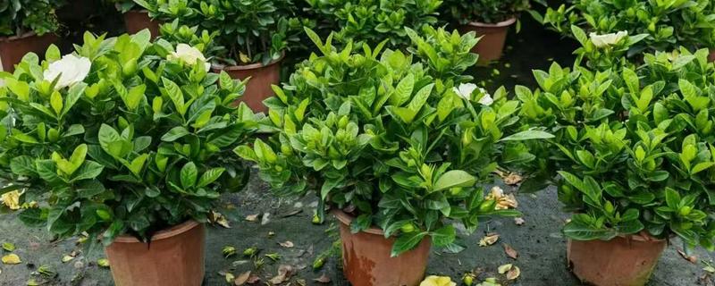 小叶栀子花的养殖方法，4-6月份每隔15-20天施一次肥