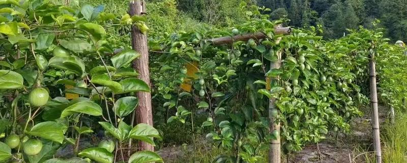 百香果的主产区，在我国主产于南方