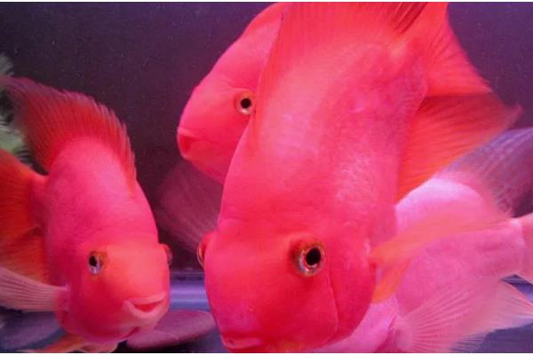 鹦鹉鱼需要灯光吗，生长需要一定的光线