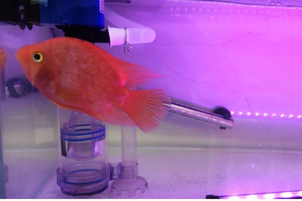 鹦鹉鱼需要灯光吗，生长需要一定的光线