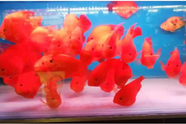 鹦鹉鱼需要灯光吗，生长需要一定的光线